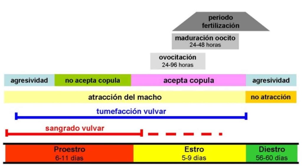 Gráfico ciclo mestral canino hembra